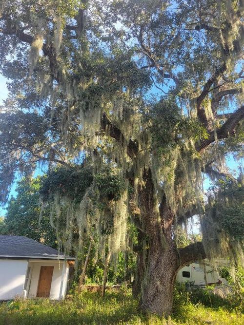 1817 Palm Boulevard, Melbourne, FL, 32901 | Card Image