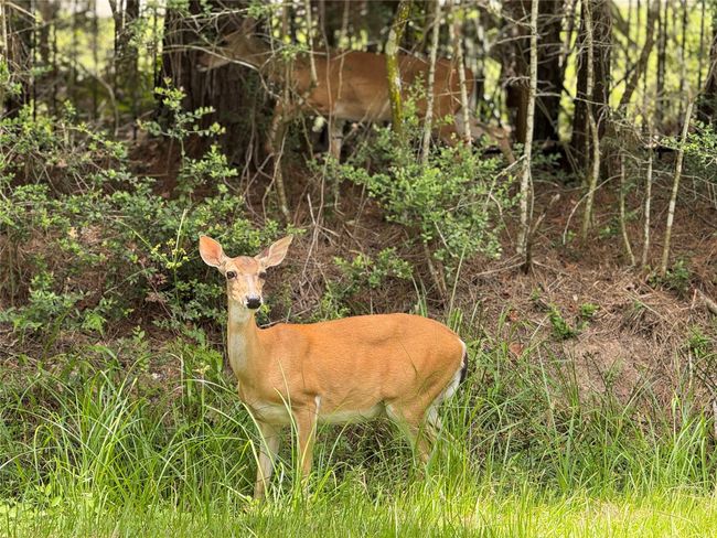 Your new back neighbor! | Image 39