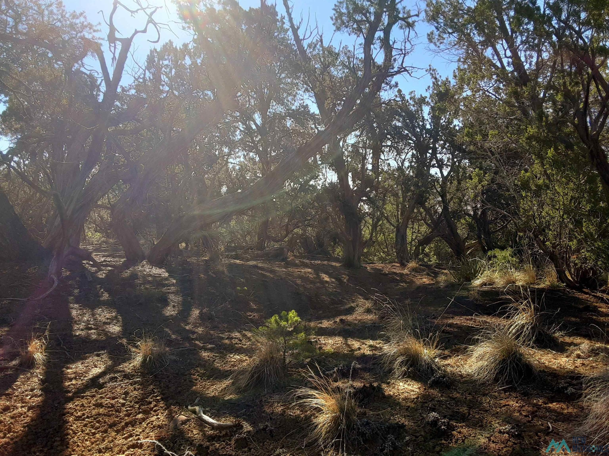 Land in Pinehill 5