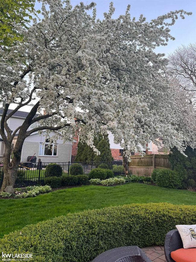Spring Trees | Image 55