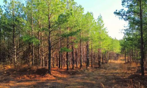 18 Maple Rd, Stewart, TN, 37175-7647 | Card Image