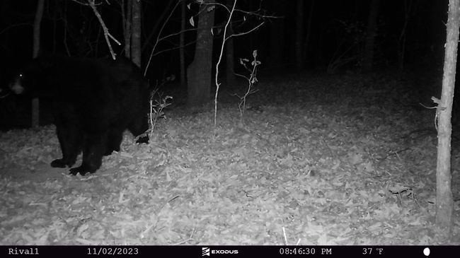 23.11.02 - BIG Bear 6 | Image 14