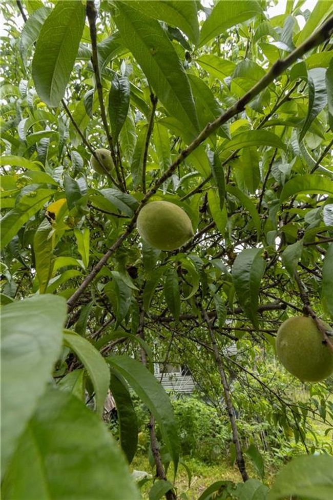 peach tree fruit starting to grow | Image 8