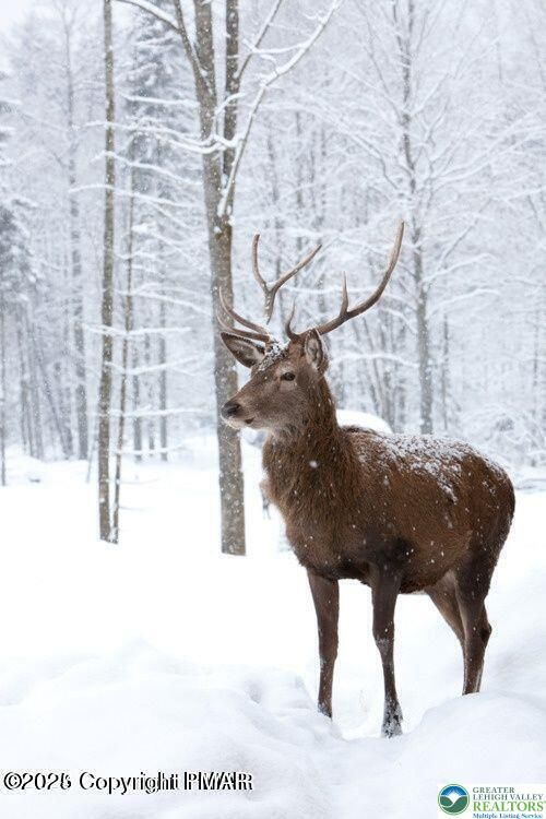 0 Deerfoot & Pine Tree Road, Penn Forest Twp, PA, 18210 | Card Image