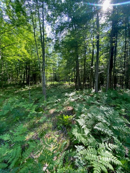 2569 E Wildwood Trl, Mikado, MI, 48745 | Card Image