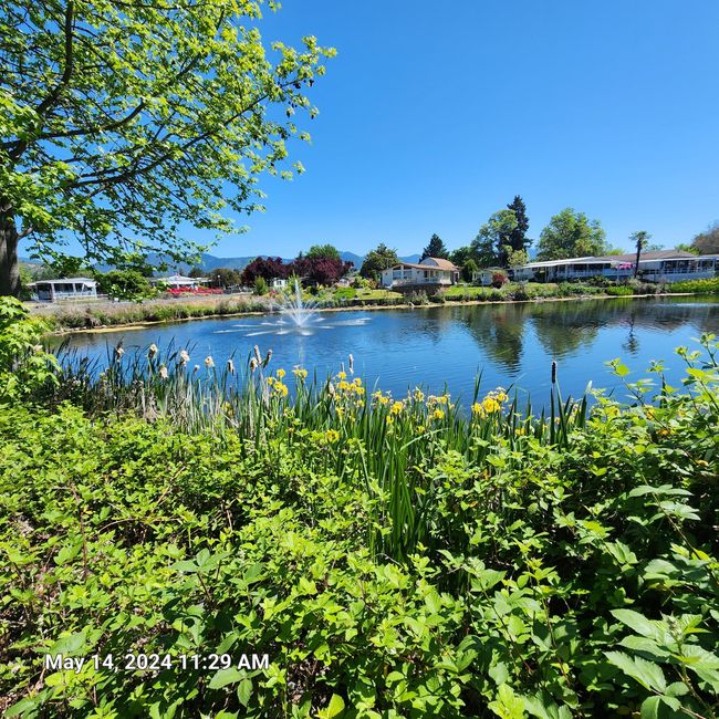 pond at Rouge Lea | Image 22