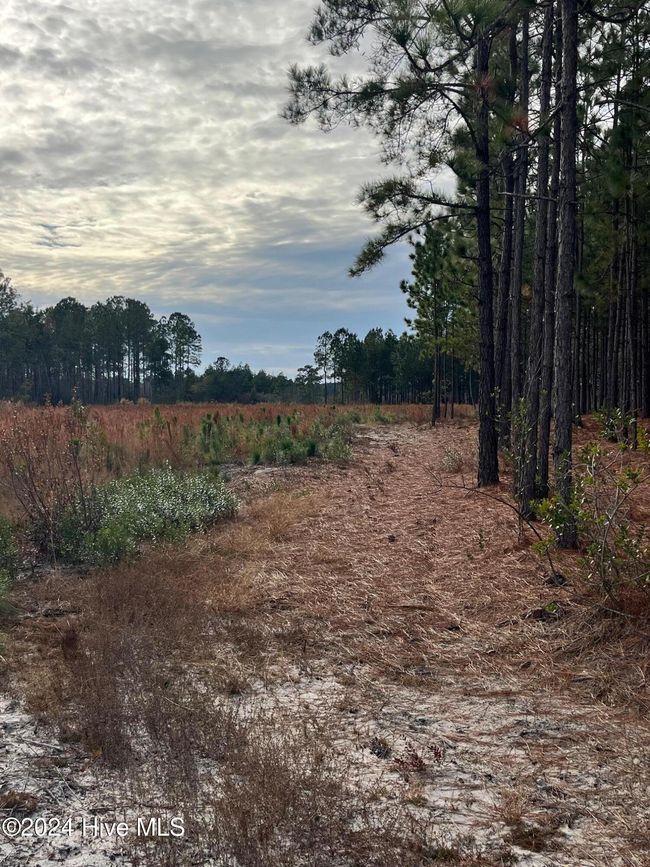 55618 Nc 210 Hwy, Home with 0 bedrooms, 0 bathrooms and null parking in Currie NC | Image 20