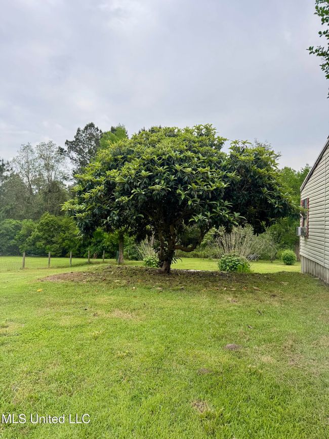 Beautiful Magnolia | Image 5