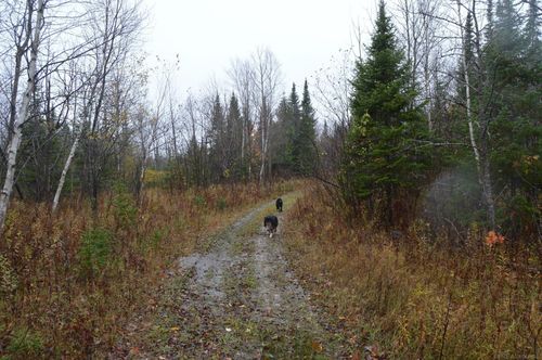 w15598 Hiawatha Trail, Newton Township, MI, 49838 | Card Image