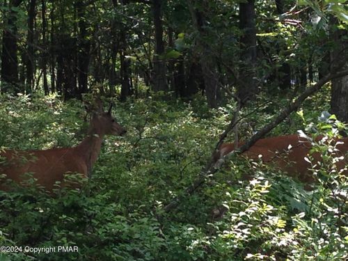 EP1592 Chippewa Trail &Amp; Hiawatha Trail, Albrightsville, PA, 18210 | Card Image