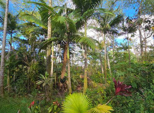 13-3359 Moku St, Pahoa, HI, 96778-8305 | Card Image