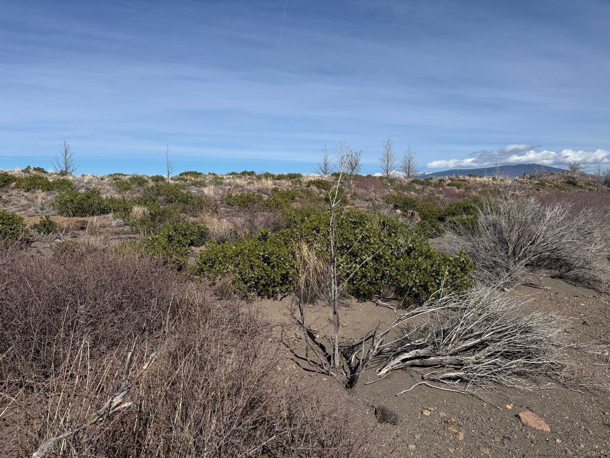 Land in Weed 5