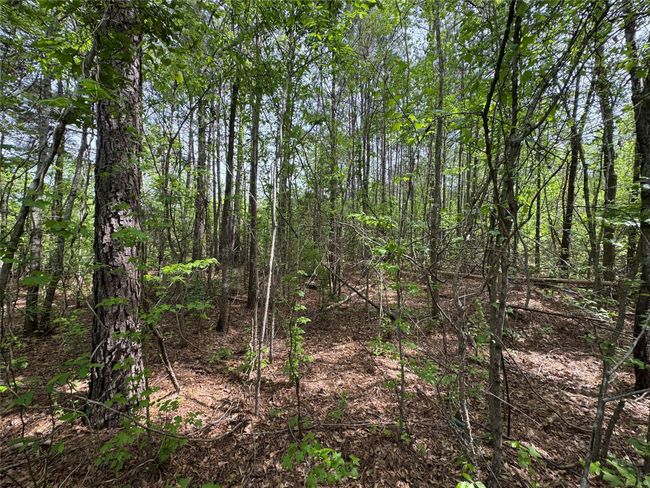 0 County Road 2742, Home with 0 bedrooms, 0 bathrooms and null parking in Naples TX | Image 25