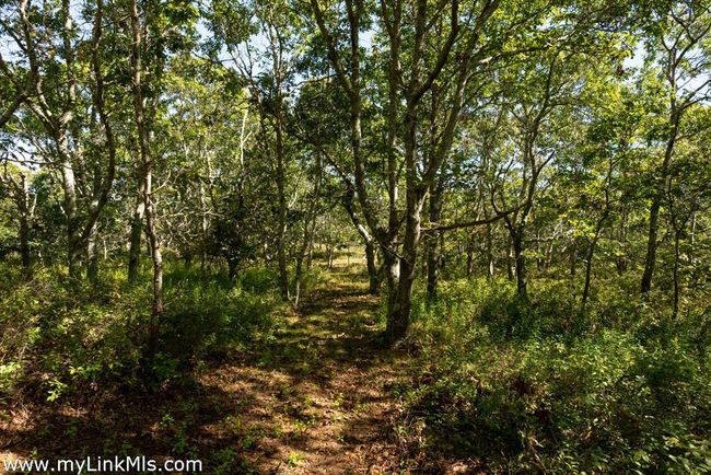 4 Cedar Ln, Home with 0 bedrooms, 0 bathrooms and null parking in Chilmark MA | Image 16