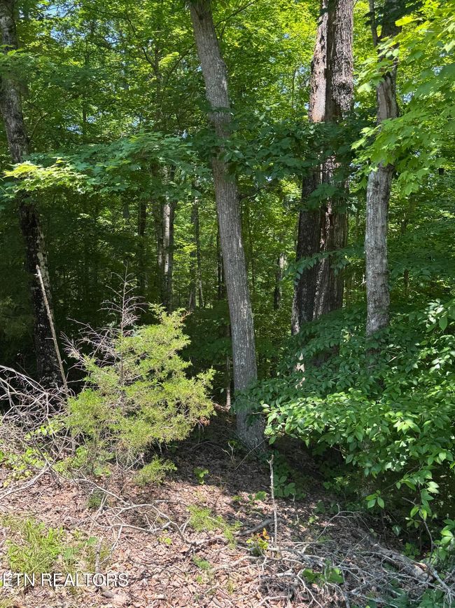 44 Ridgeland Dr, Home with 0 bedrooms, 0 bathrooms and null parking in Sharps Chapel TN | Image 6