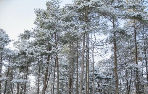 10.5 Spruce Hollow Trce, Fife Lake, MI, 49633 | Card Image