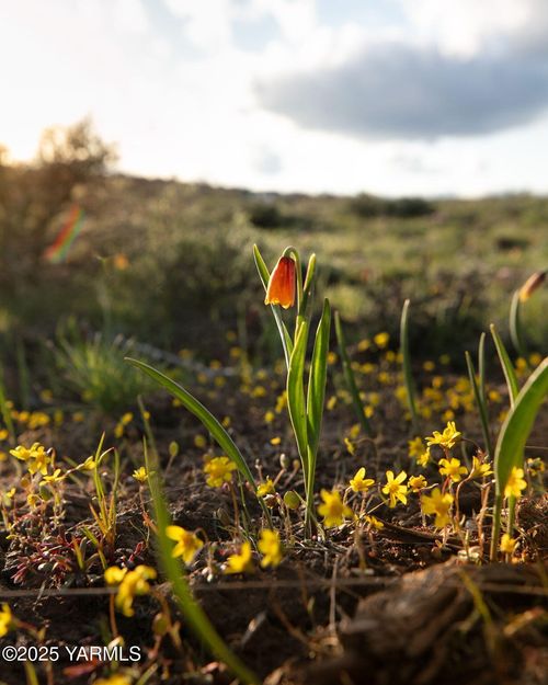 NKA Cowiche Mill Rd, Cowiche, WA, 98923 | Card Image