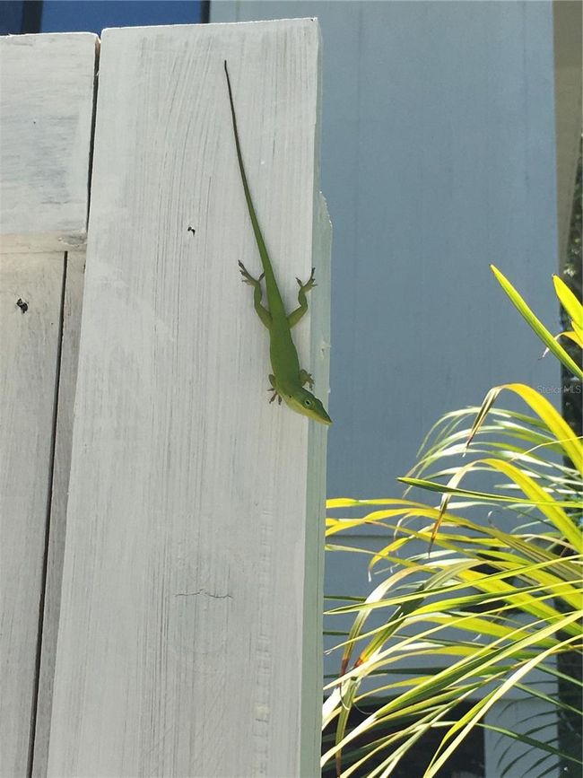 Green anole | Image 52