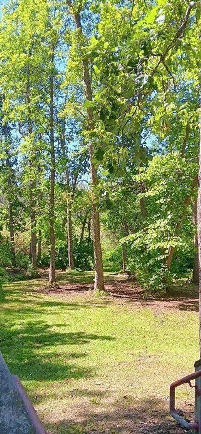 Mature trees.jpg | Image 14