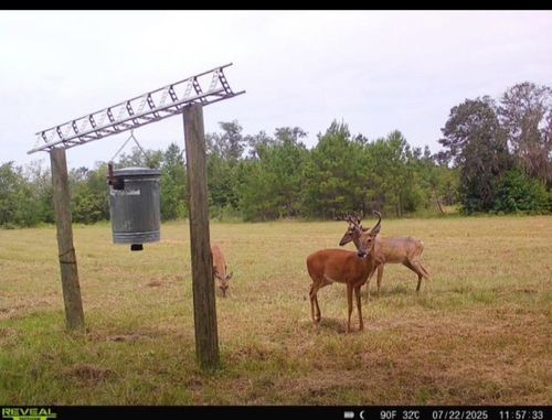 5001 Nw Little Cat Rd, MADISON, FL, 32340-4232 | Card Image