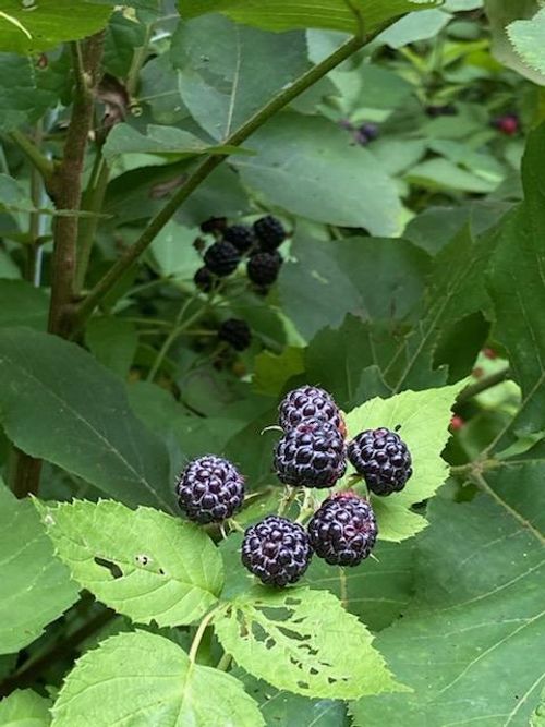 00 County Road 150a, Preston, MO, 65732 | Card Image