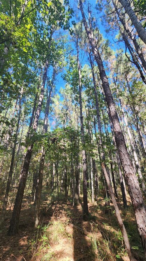 228 Ranches At Lone Star Ridge, Lovelady, TX, 75851 | Card Image