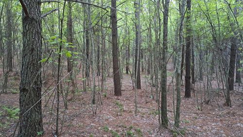 Lot 22 Timber Valley Trail (Pca), Rockwood, TN, 37854 | Card Image