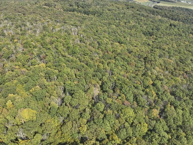 0 Forest Rd, Home with 0 bedrooms, 0 bathrooms and null parking in Boswell PA | Image 8