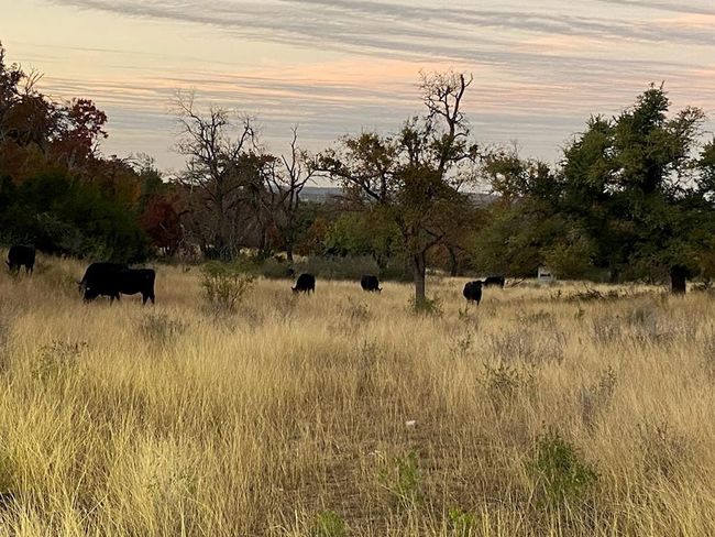 743 Welgehausen Rd, Home with 0 bedrooms, 0 bathrooms and null parking in Fredericksburg TX | Image 77