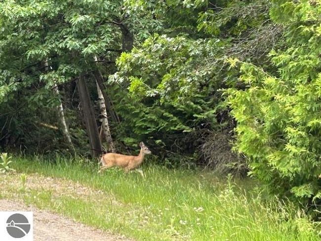00 Pine Tree Trl, Home with 0 bedrooms, 0 bathrooms and null parking in Oscoda MI | Image 6