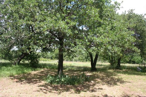 215a Buzbee Rd, Palo Pinto, TX, 76484-3748 | Card Image