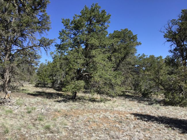Lot 7 Red Fox Road, Home with 0 bedrooms, 0 bathrooms and null parking in Ramah NM | Image 32