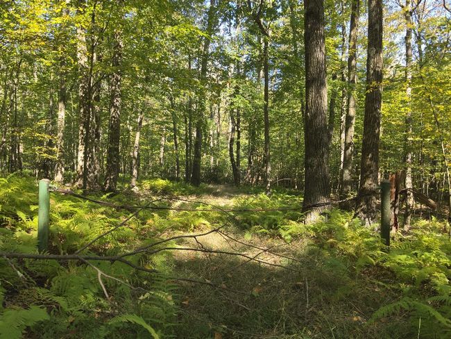 0 Forest Rd, Home with 0 bedrooms, 0 bathrooms and null parking in Boswell PA | Image 7