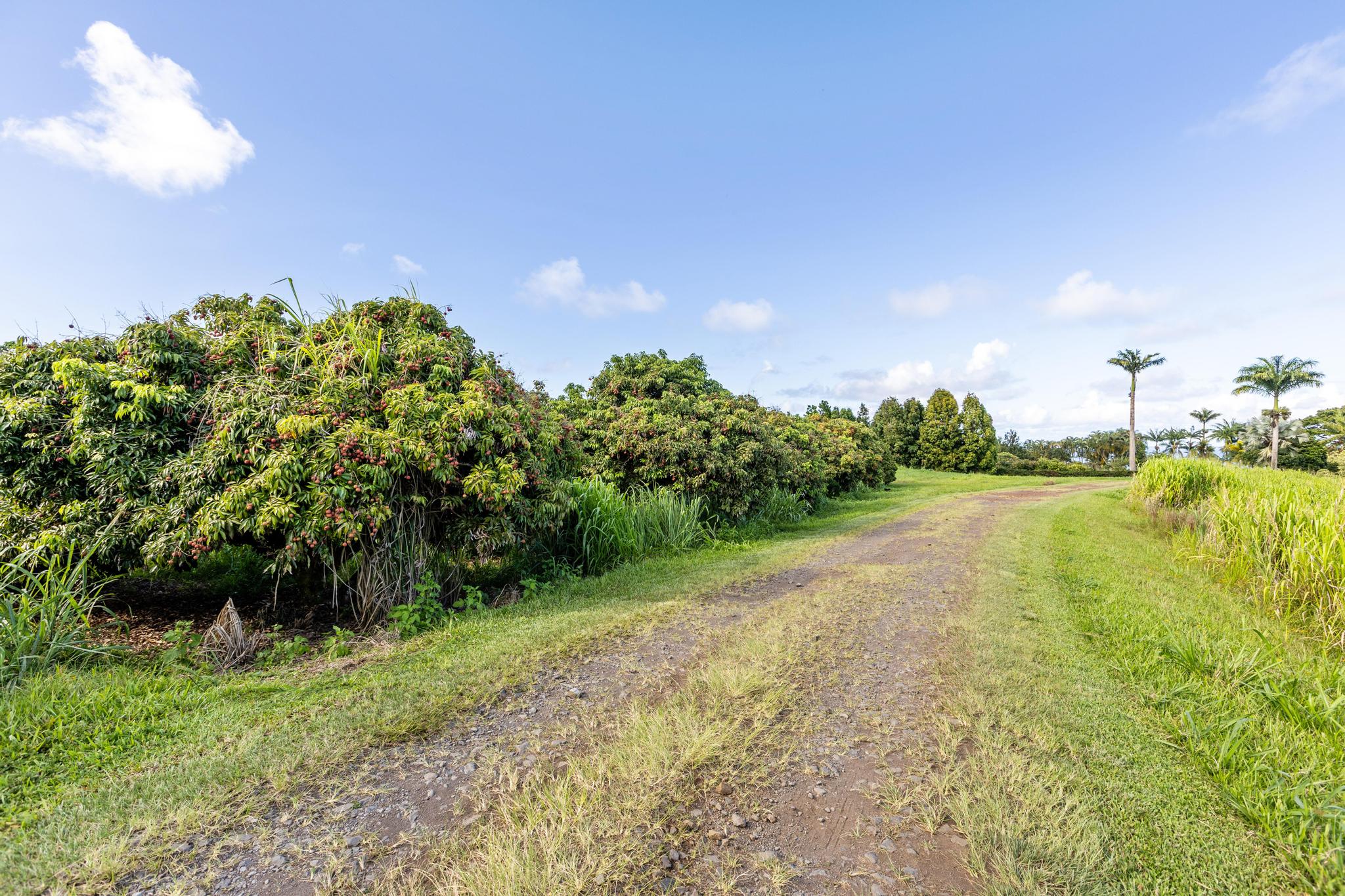 Land in Pepeekeo 5