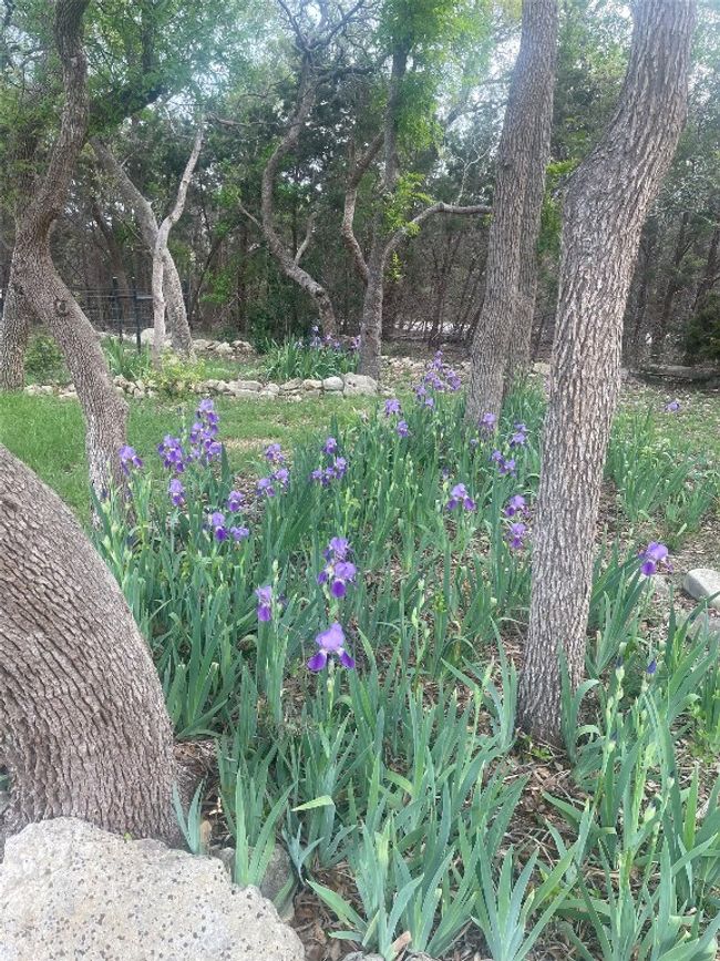 In front of the house you’ll see a grove of trees with a bed of Bearded Iris. | Image 40
