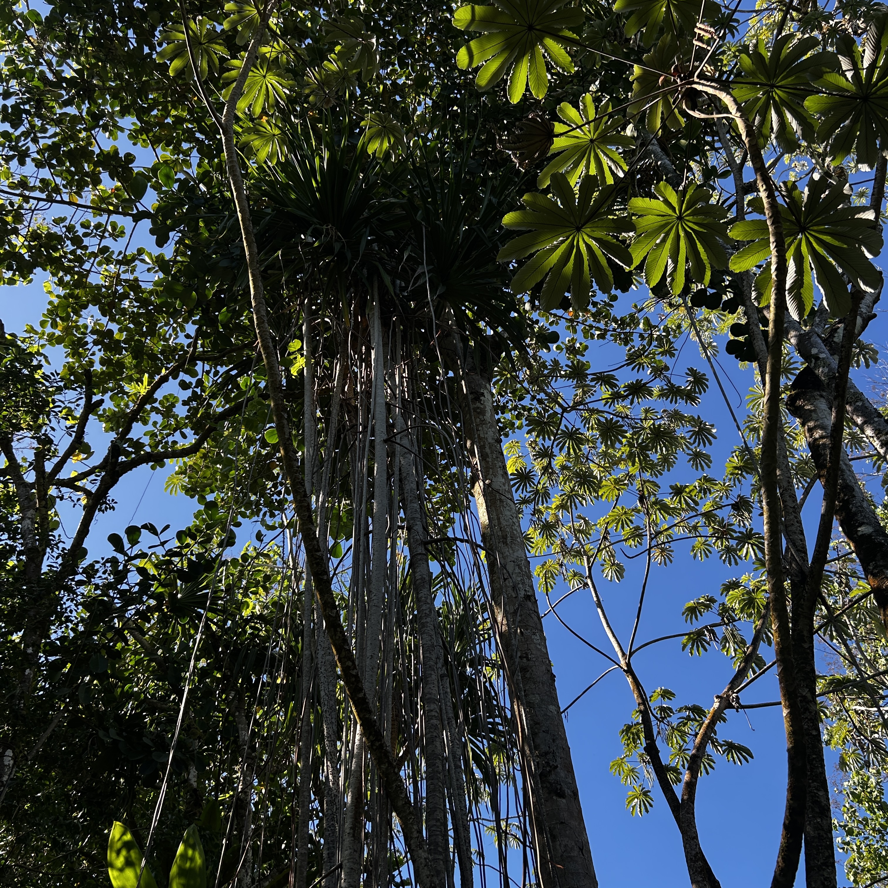 Land in Pahoa 3