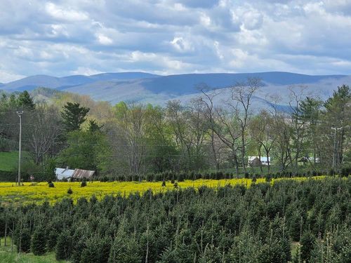 TBD Rabbit Fork Rd, Troutdale, VA, 24378 | Card Image