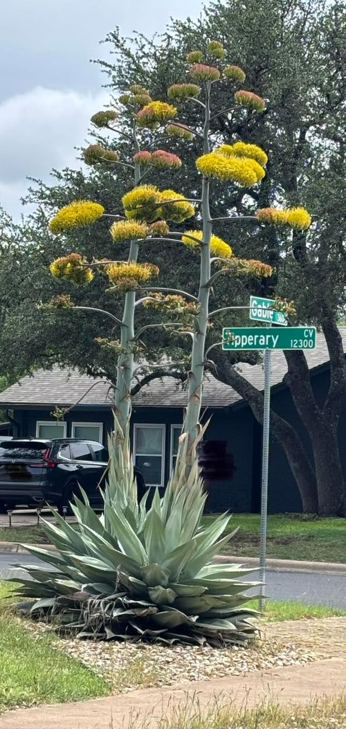 12309 Tipperary Cv, Austin, TX, 78759-3025 | Card Image