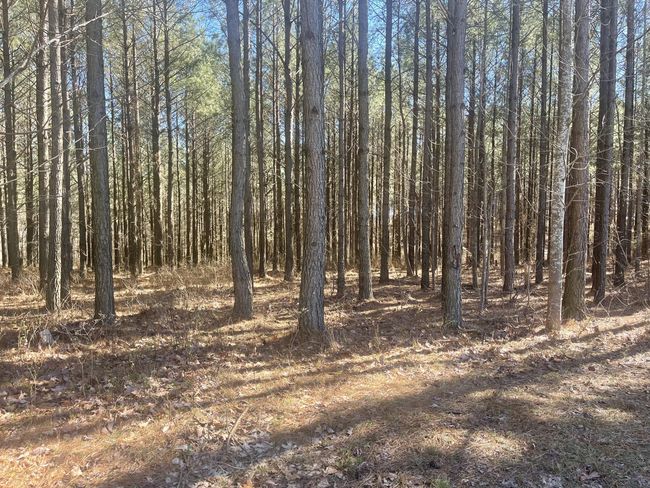 80 High Point Ln, Home with 0 bedrooms, 0 bathrooms and null parking in Jasper TN | Image 166