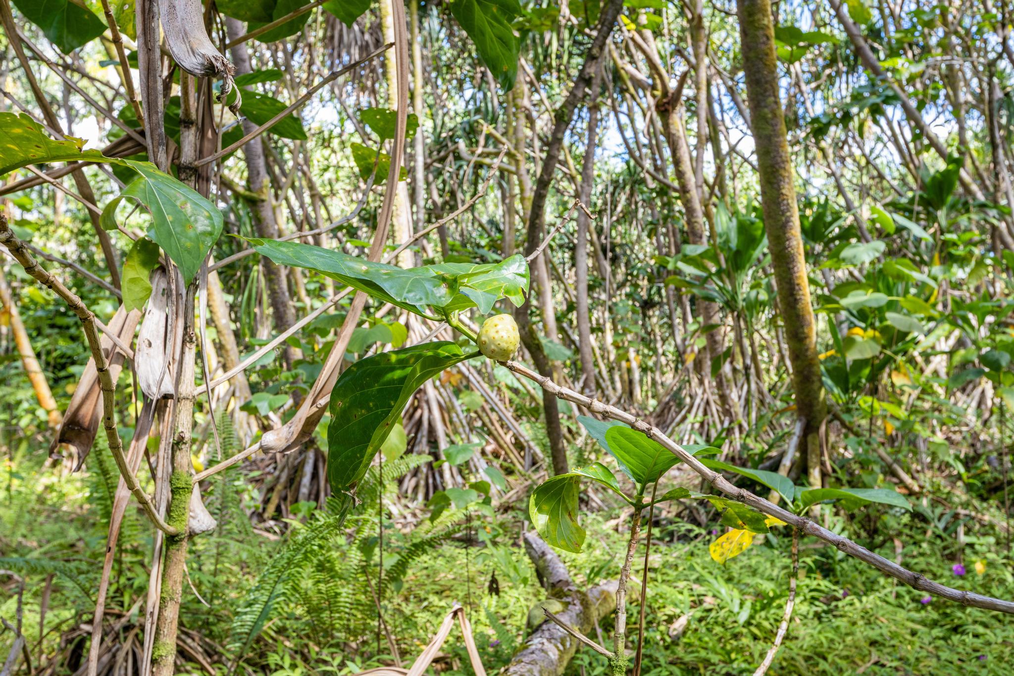 Land in Pahoa 4
