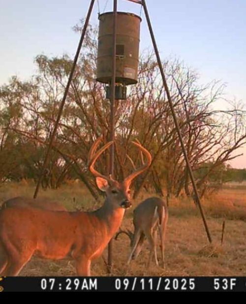 TBD 158.50 Acres, Trent, TX, 79561 | Card Image
