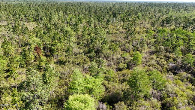 0 Nw Miller Rd, Home with 0 bedrooms, 0 bathrooms and null parking in Altha FL | Image 6