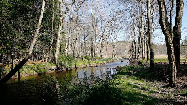 View of water feature with a forest view | Image 16