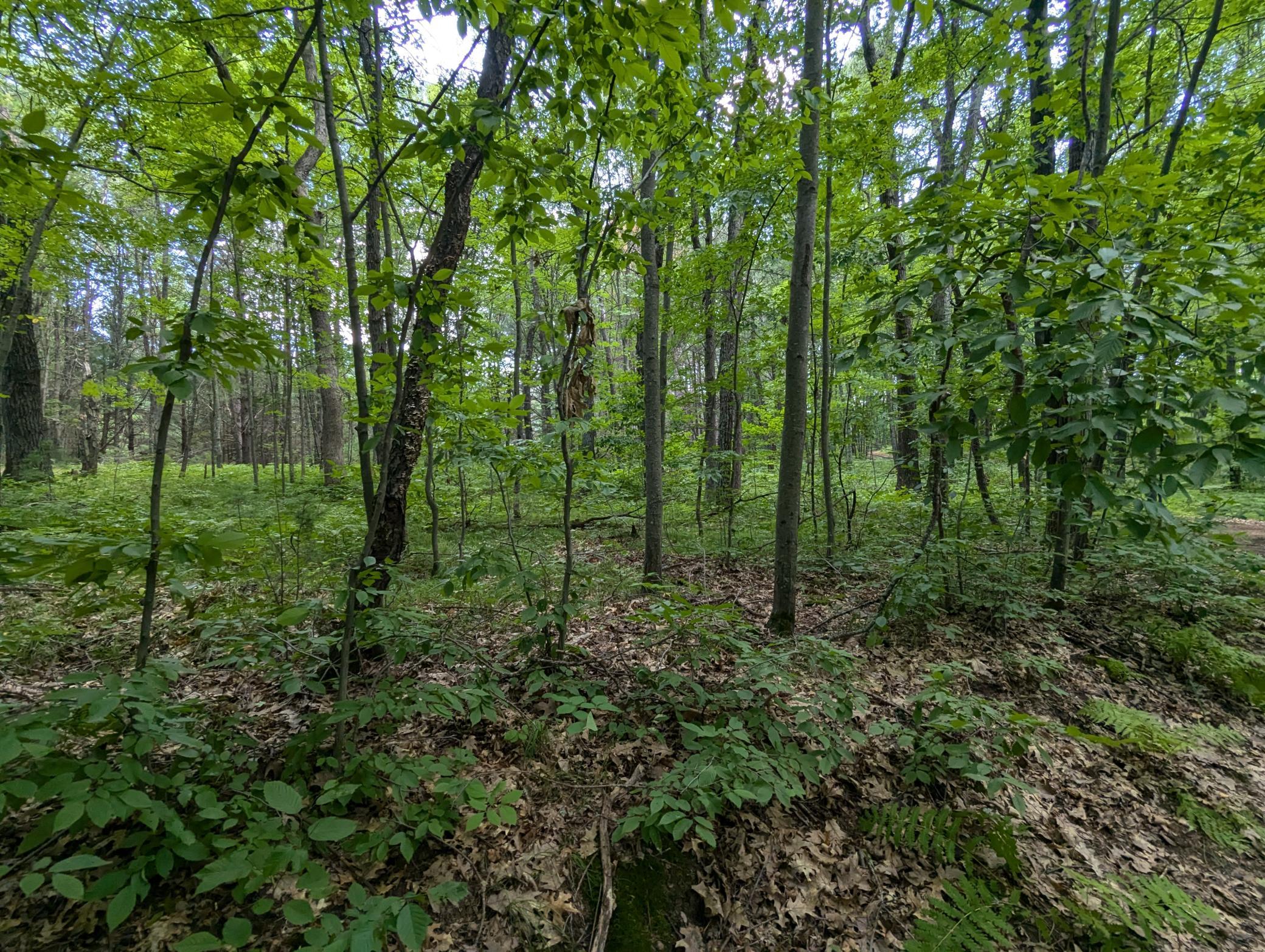 Land in Webster 4
