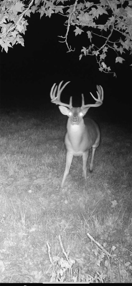 TBD Cr 2737-1, Naples, TX, 75568 | Card Image