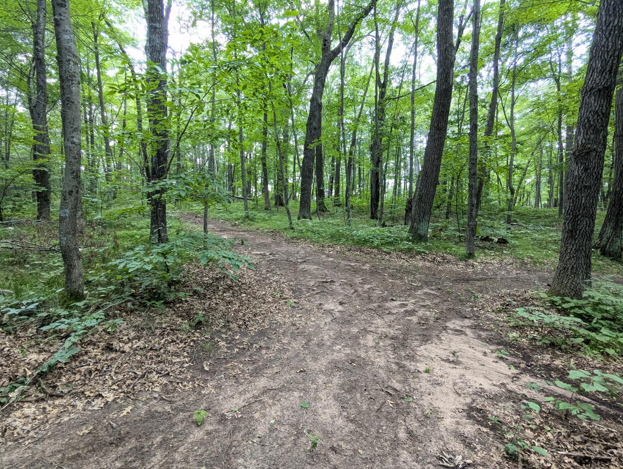 Land in Webster 5