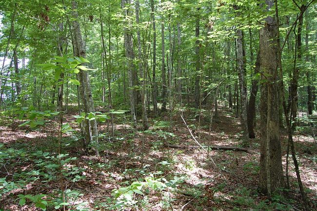 10 Laurel Brook Rd, Home with 0 bedrooms, 0 bathrooms and null parking in Dunlap TN | Image 11