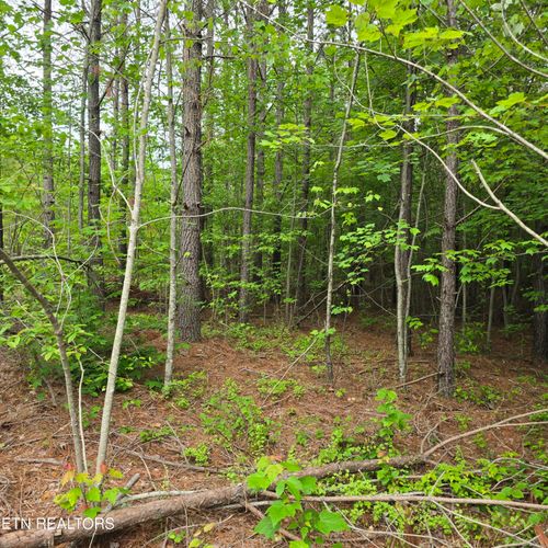 14 Holly Woods, Robbins, TN, 37852 | Card Image