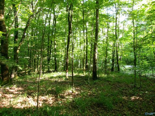 13.36 Acres County Road 531, Scottsboro, AL, 35768 | Card Image