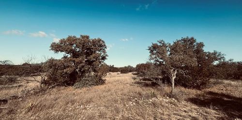 320 Turkey Run Road, Eldorado, TX, 76936 | Card Image